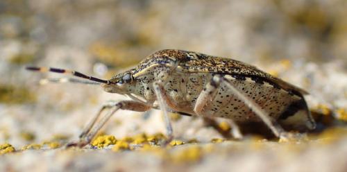 Rhaphigaster nebulosa